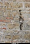 a cat in the wall a cat in the wall