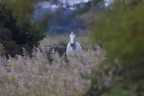 Camargue Camargue