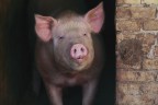 The Pig. The Pig.