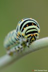 The caterpillar