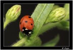 Coccinella Coccinella