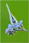 Un ritratto di questa bellissima Lycaenidae in estate in montagna :wink:


Spero sia di gradimento :D

C  &  C sempre graditi :wink:

http://img843.imageshack.us/img843/5798/ste7179hd.jpg

Nikon D300, 150 sigma, 1/10, f/8 ,800iso, Tripod