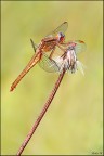 Sympetrum Sympetrum