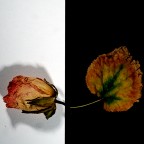 B. & N. Foliage B. & N. Foliage