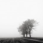 alberi