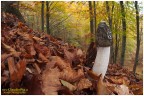 Phallus impudicus, un nome una garanzia!! Phallus impudicus, un nome una garanzia!!