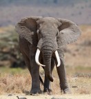 A tu per tu con... un Elefante!