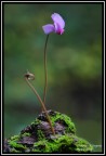 fiore... fiore...