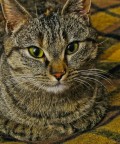 Ritrgatto Ritrgatto