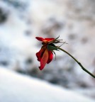 Primavera d'inverno