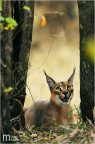 Caracal Caracal