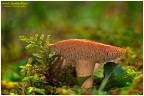 Hydnum rufescens Hydnum rufescens