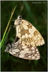 Melanargia galathea in accoppiamento... Melanargia galathea in accoppiamento...