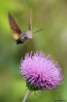 Macroglossum stellatarum Macroglossum stellatarum