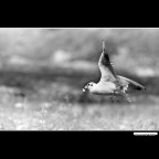 ::: IL VOLO AL VOLO ::: ::: IL VOLO AL VOLO :::