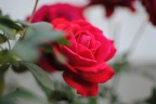 una bella RoSsa una bella RoSsa
