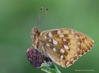 Argynnis aglaja (mesoacidalia) Argynnis aglaja (mesoacidalia)