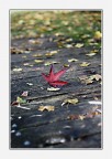 autumn leaf autumn leaf