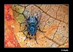Mosca Mosca