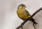 Verdone comune(Carduelis chloris chloris) Verdone comune(Carduelis chloris chloris)