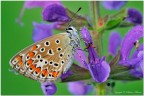Un classico di queste piccole e bellissime farfalle :D

Spero sia di gradimento :D

C&C sempre graditi :wink:

http://img148.imageshack.us/img148/8624/ste8186hd.jpg

Nikon D300, 150 sigma, 1/8, f/14 ,200iso, Tripod