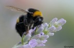 Bombus terrestris Bombus terrestris