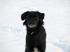 Saluto la mia compatta con questo scatto alla mia canina nella neve...