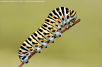 Un piccolo bruco di Papilio machaon, uno dei miei preferiti sia per forme che che colori. Molto elegante e dalla pelle se sembra marzapane. Un'insetto affascinante che spero di avervi fatto aprezzare.