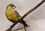 Verdone comune o verdone (Carduelis chloris chloris) , 2 ve