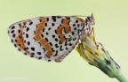 Melitaea Didyma Melitaea Didyma