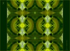 X incognita naturale