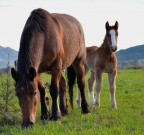 Cavalli al pascolo 2 Cavalli al pascolo 2