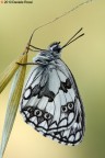 Melanargia galathea Melanargia galathea