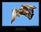 Gheppio Gheppio