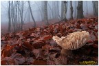 Questo fungo, ripreso a fine Novembre, resiste strenuamente alle basse temperature e all'acqua, 

lo vedo come un vecchio saggio, temprato dalla vita in montagna che tiene duro fino all'ultimo!

Vab, scusate quest'elucubrazione!!!  :) 


D300, 15mm fish, iso 400, 
1/10 f14, 2 flash
2010

Un caro saluto a tutti e un SERENO 2011!!!!

Claudio Pia