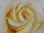 Rosa! Rosa!