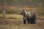 Ursus arctos - Orso Bruno Ursus arctos - Orso Bruno