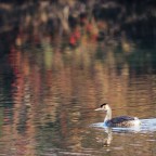 Svasso maggiore Svasso maggiore