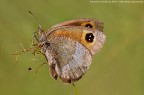 Erebia neoridas - Boisduval, 1828 Erebia neoridas - Boisduval, 1828