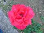 Una rosa enorme nel mio giardino...