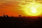 silhouette all'alba silhouette all'alba