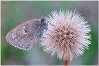 Coenonympha-pamphilus su soffione Coenonympha-pamphilus su soffione
