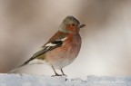 Fringuello (Fringilla coelebs) Fringuello (Fringilla coelebs)