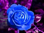 Una roba blu (Michele Zarrillo ...) Una roba blu (Michele Zarrillo ...)