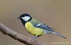 Cinciallegra (Parus major) Cinciallegra (Parus major)