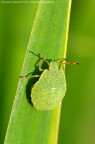 Dati di scatto:	Nikon D90 - Micro-Nikkor 55mm - f/8 - 1/800s - ISO 320 - Mano libera - Vento fortissimo

Versione HD: http://www.blogr.it/photoblog//albums/userpics/10001/Ninfa---Palomena-prasina_0717.jpg