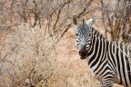 Zebra, Tsavo Ovest
