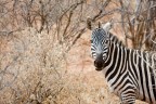 Zebra, Tsavo Ovest Zebra, Tsavo Ovest