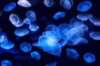 Luci nel blu