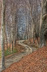 Nel bosco Nel bosco